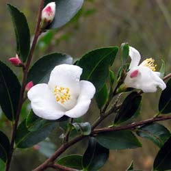 Camélia transnokoensis / Camellia transnokoensis